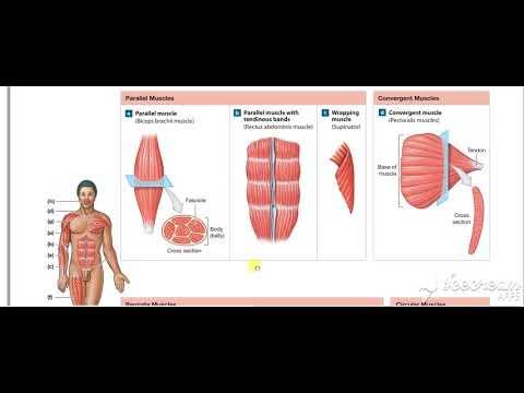 Skeletal muscles forms