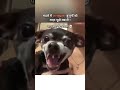 Paapi Insaan Comedy Shorts Dogmemes