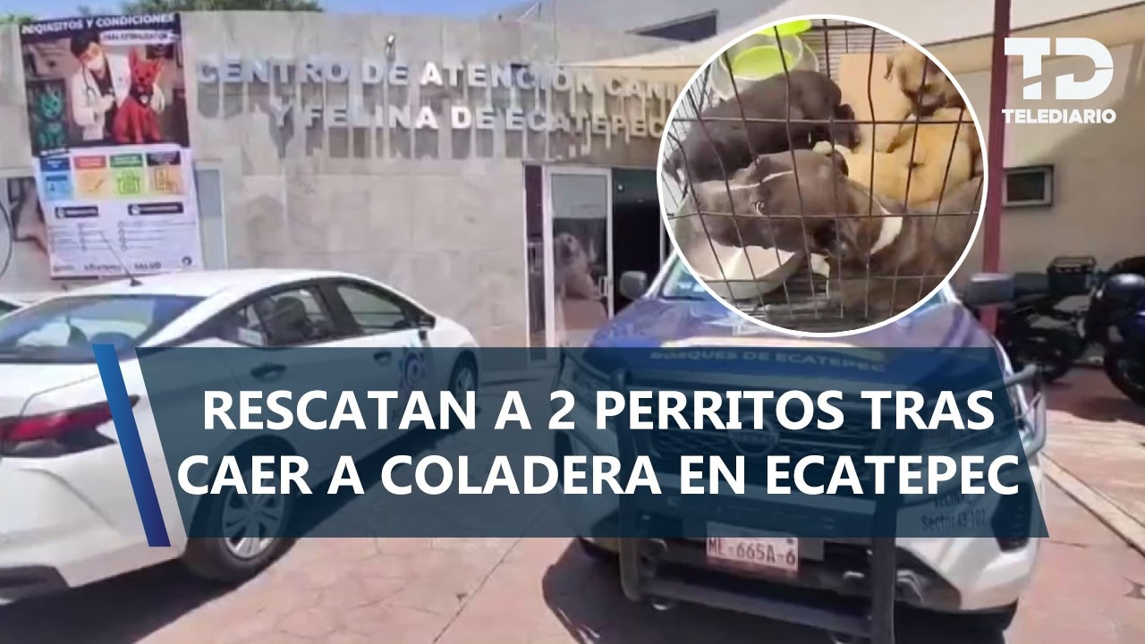 Bomberos rescatan a dos cachorros atrapados en coladera en Ecatepec