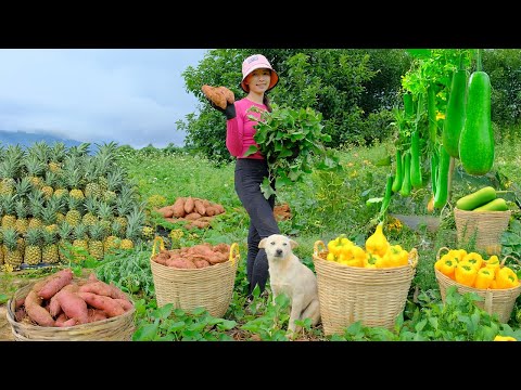 Harvest And Cook: Sweet Potatoes, Yellow Bell Peppers, Bottle Gourd, Pineapple| Farm, Daily Life