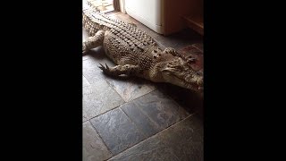 videos de risa  el cocodrilo en la casa