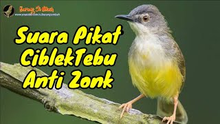 Download lagu Suara Pikat Prenjak Tebu Ribut Suara Pikat Ciblek ... mp3