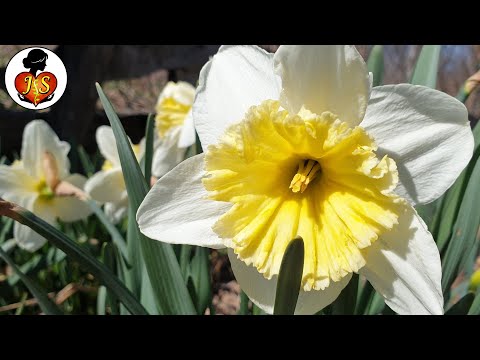 Narcissus - medicine or poison? ( narcis - lek ili otrov?)