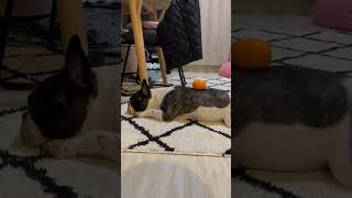 ワンコとミカン（笑） #shorts