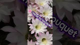 Lily Easter Cactus #japan #cactus #flower #spring #summer #beuatiful