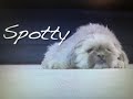 Spotty The Dog Sings The Backyardigans Theme Song The Anderson Family 2013 SPCA Adopted Profile