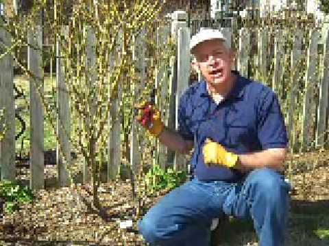 image-What is the longest stem roses?