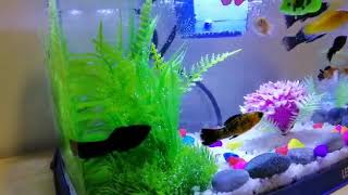 preview picture of video 'Molly fish has new Aquarium  new home '