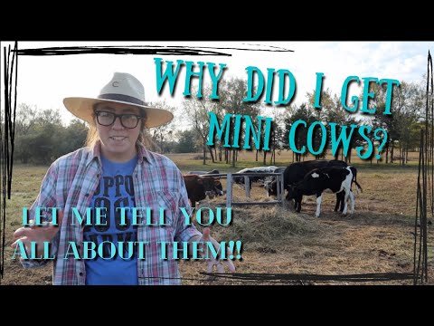 WHY MINI COWS? | why I chose mini zebu cattle for my homestead!