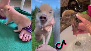 WHY YOU SHOULD GET A MINI PIG 🐷 MINI PIG CUTE COMPILATION 🐖 MINI PIG AS PET