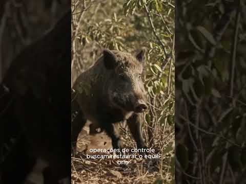 Minas Gerais: Nem as montanhas param o avanço do javali.