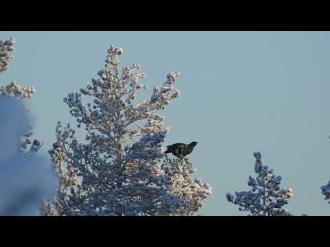 Capercaillie hunt in Sweden