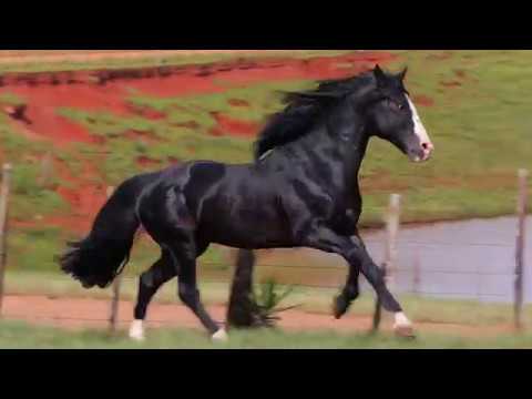 LOTE 37 - ZÁS TRÁS DE SANTA EDWIGES