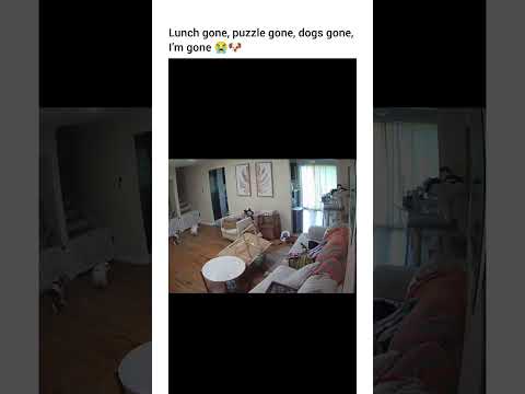 I would’ve laid there for the rest of the day 😭😭 #dog #dogshorts #dogvideos #funny #dogofyoutube