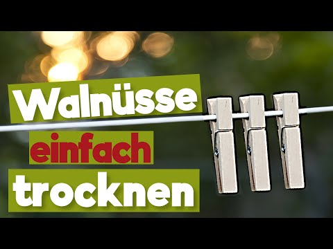 How to dry walnuts perfectly: Without mold even when the harvest is large