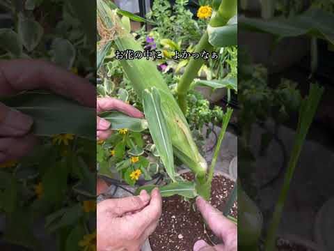 秋に窓辺のプランターに飾る花は何ですか?観賞用の最高峰種！  庭園