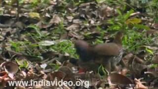 Grey Jungle Fowl or Gallus sonneratii