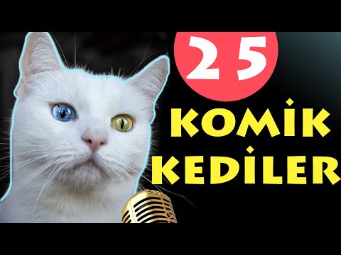 Konuşan Kediler 25 - Komik Kediler - En Komik Kedi Videoları | Pisi Komedi TV
