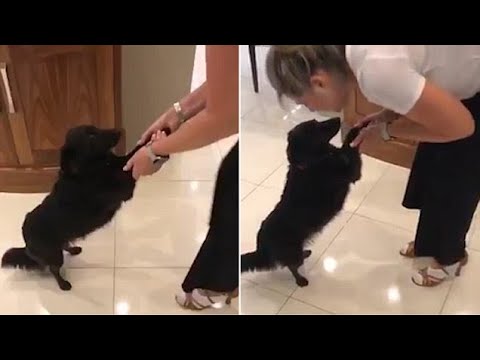 Ruth Langsford gets in the Strictly spirit dancing with dog Maggie