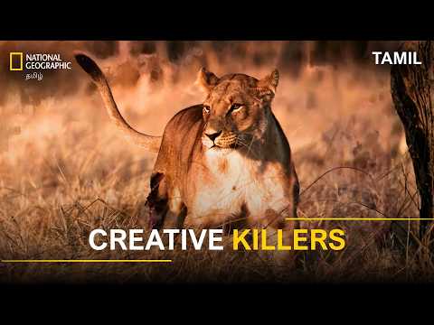 Creative Killers