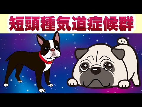 短頭科について詳しく解説