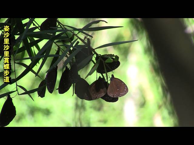 Film for Purple Butterfly -2016.1.7