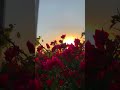 Teri Ore Teri Ore Aesthetic Video Status WhatsApp Status Short Youtubeshort