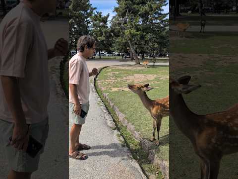 Nara Park #narajapan #japan @BCL.COSMIN