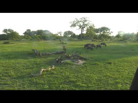 Djuma: Wildebeest with two babies still - 17:47 - 01/11/19