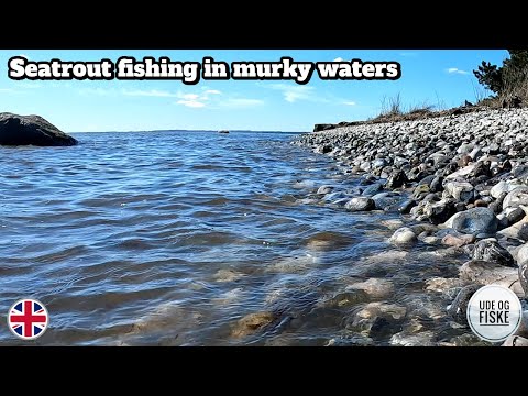 Seatrout fishing on the Danish coast | Murky waters, but still some fish!