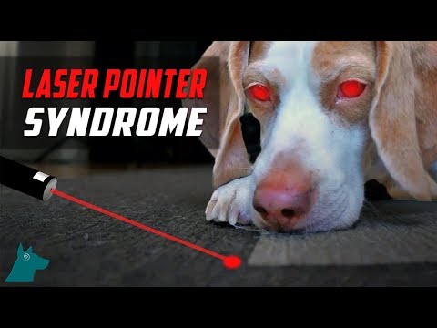 Laser Pointer Syndrome in Dogs (DON'T USE THEM)