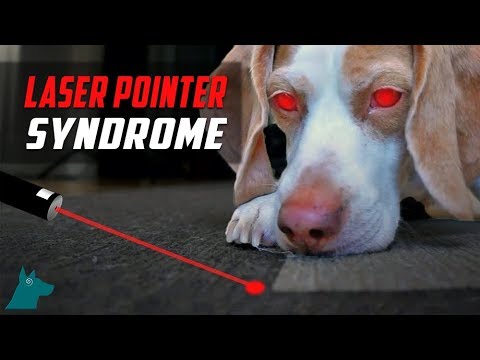 YouTube video about: How to fix laser pointer syndrome in dogs?