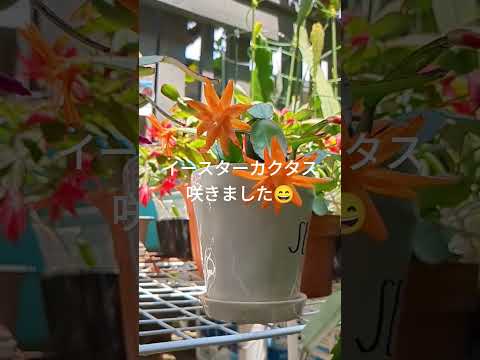 サボテン イースター メンテナンス場所 水やり 開花 肥料