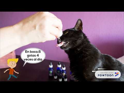 Vídeo ¿Cómo le doy flores de Bach a mi gato?