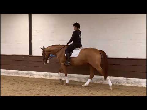 BARCLAY 5j. v. Bernay - Royal Blend  VB 30.000,- Euro