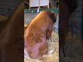 World S Largest Bull Maybe Not But Close