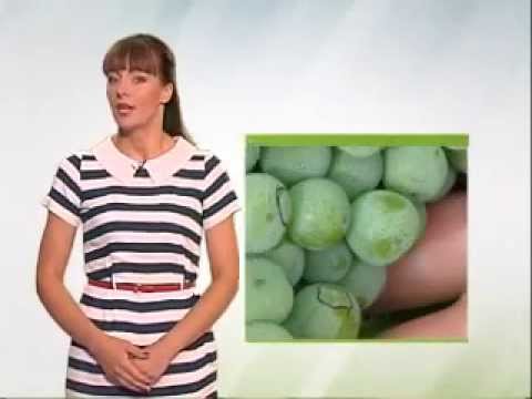 Zelena prognoza 06.8.2015. - O pepeljastom grožđanom moljcu