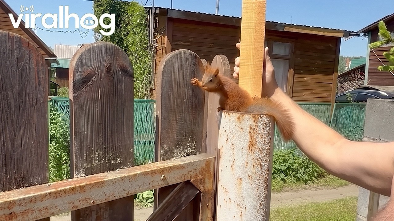 Squirrel Rescue || ViralHog