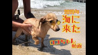 ２０２０年の夏！！！ロコ海に行く！！