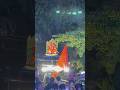 Chhatrapati Shivaji Maharaj Jayanti 2024 Shivajimaharaj Marathaking