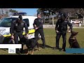 Unidad canina de la Policía Local de Santander