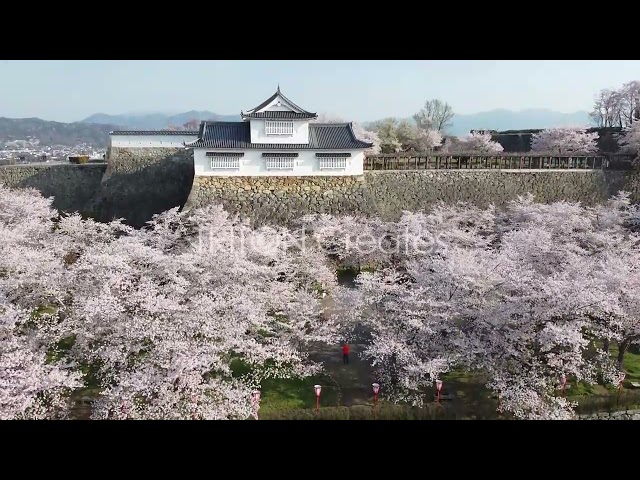 鶴山公園 桜 #01