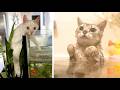 27 Die Besten Videos 2026 Stern DuTube