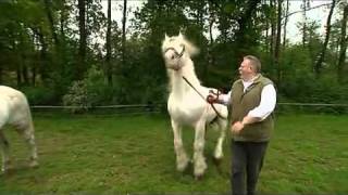 Tamme Hanken ( Jumper beim Decken ).mp4