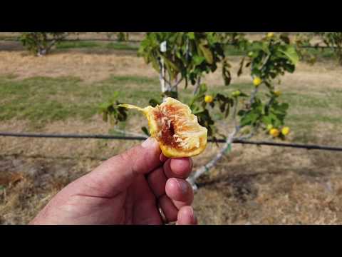 Calimyrna Fig Update