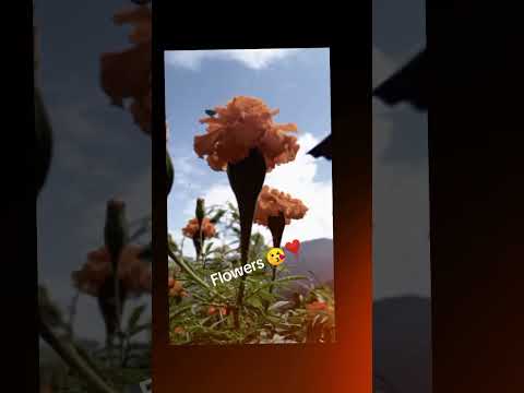 Flowers 😘❣️ #flowers #foryou #fypシ #viral #shorts #trending #newvideo #support