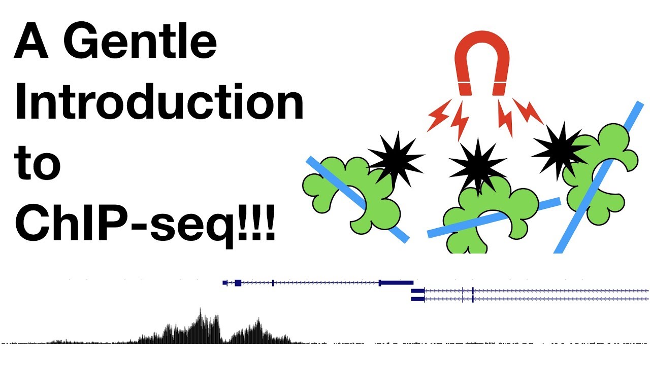 StatQuest: A gentle introduction to ChIP-Seq