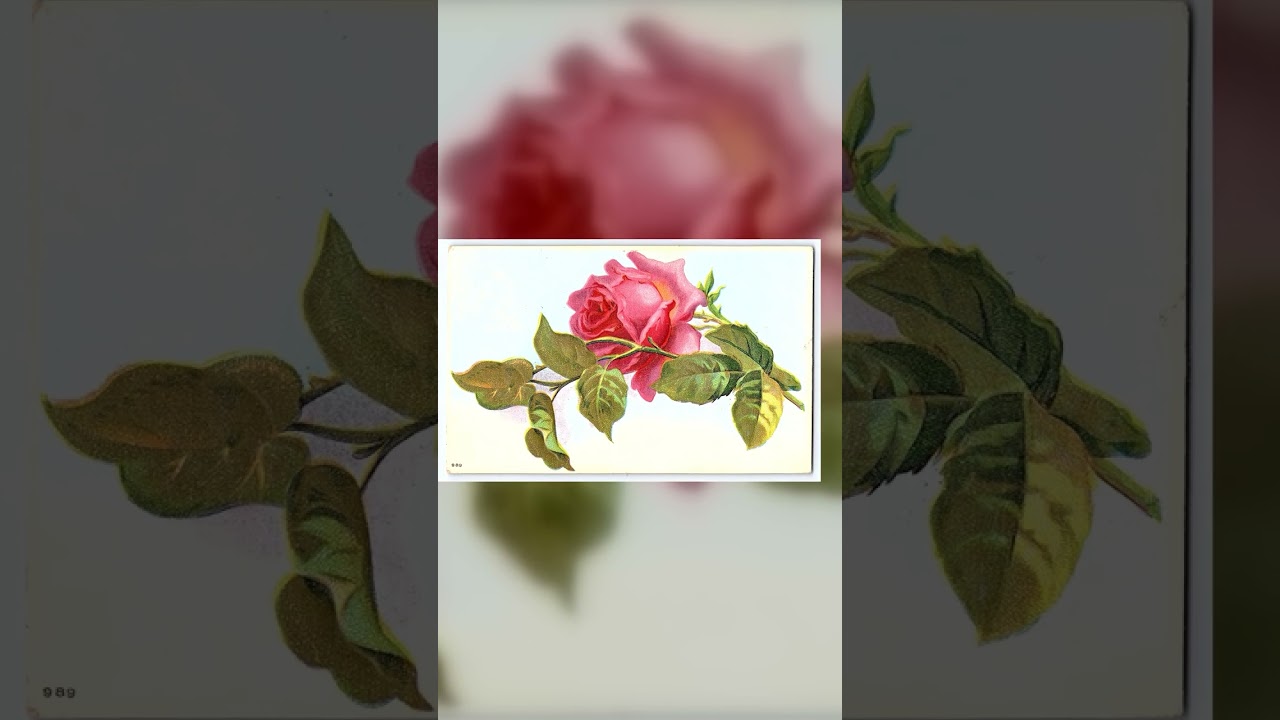 Linen Postcard, Pink Rose, 1913, South Dakota Postmark Video