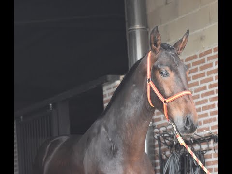 SANSON DE SUSAETA - 4 year´s old - YEGUADA SUSAETA