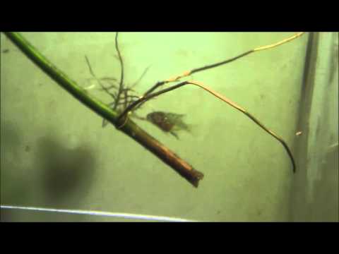 Croissance d'un alevin Scalaire - Reproduction Scalaire